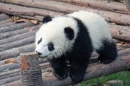 可爱无敌大熊猫图片