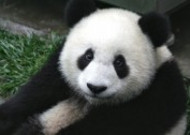 可爱无敌大熊猫图片