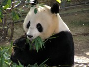 可爱无敌大熊猫图片