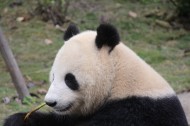 可爱无敌大熊猫图片