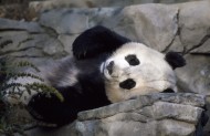可爱无敌大熊猫图片