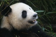 可爱无敌大熊猫图片