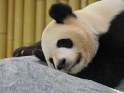 可爱无敌大熊猫图片