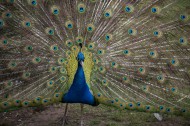 色彩艳丽的孔雀图片