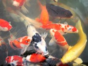 色彩缤纷的鲤鱼图片大全