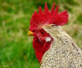 红色鸡冠图片大全