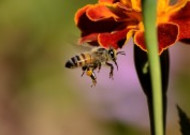 采蜜的蜜蜂高清图片大全
