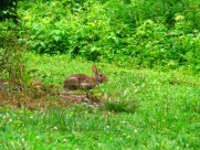 萌萌的灰兔图片