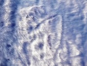 柔软的皮草图片大全