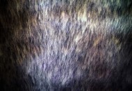 柔软的皮草图片大全