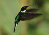 飞鸟采蜜吃食图片大全
