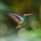 飞鸟采蜜吃食图片大全