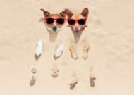 沙滩上可爱的狗狗图片