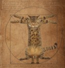 搞怪猫咪图片大全