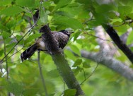 中型鸟类之眼纹噪鹛图片