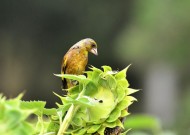 醒目的金翅雀图片大全