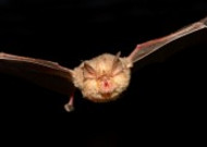 可怕的吸血蝙蝠图片