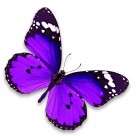 漂亮彩色的蝴蝶图片大全