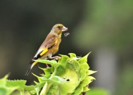 醒目的金翅雀图片