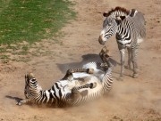 草地上的斑马图片大全