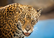 威武的金钱豹图片