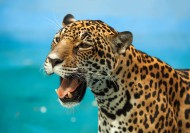 威武的金钱豹图片