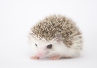 可爱的刺猬动物图片