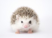 可爱的刺猬动物图片