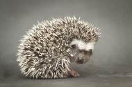 可爱的刺猬动物图片