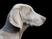 形态优雅的威玛猎犬图片大全