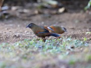 身带鳞状斑之蓝翅噪鹛图片大全