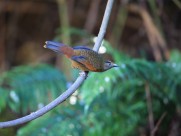 身带鳞状斑之蓝翅噪鹛图片大全