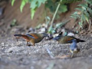 身带鳞状斑之蓝翅噪鹛图片大全