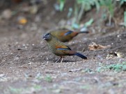 身带鳞状斑之蓝翅噪鹛图片大全