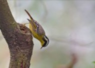 小型鸟之火尾希鹛图片