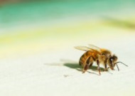 采花蜜的蜜蜂图片大全