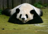 可爱国宝大熊猫图片大全