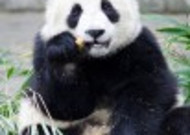 可爱国宝大熊猫图片大全