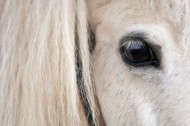 马的眼睛特写图片