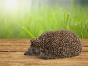 可爱的小刺猬图片大全