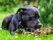 狗狗户外图片大全