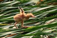 黄苇鳽幼鸟图片