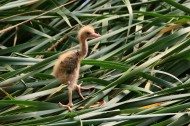 黄苇鳽幼鸟图片