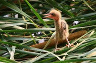 黄苇鳽幼鸟图片