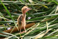 黄苇鳽幼鸟图片