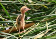 黄苇鳽幼鸟图片