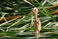 黄苇鳽幼鸟图片