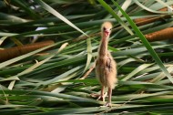 黄苇鳽幼鸟图片