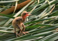 黄苇鳽幼鸟图片