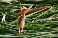 黄苇鳽幼鸟图片